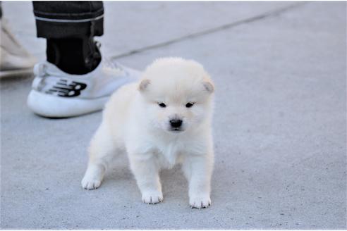 成約済の埼玉県の柴犬-117624の3枚目